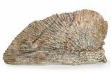Huge, Triassic Amphibian (Metoposaurus) Clavicle Bone - Arizona #242317-3